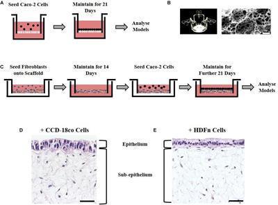 Bioengineering Novel in vitro Co-culture Models That Represent the Human Intestinal Mucosa With Improved Caco-2 Structure and Barrier Function